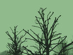 graphic winter tree limbs, stark and lifeless without leaves