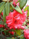tropical red flowers of a mature hibiscus plant