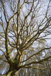 Wide angle shot of a tall bare branched leafless deciduous tree in woodland against a blue sky