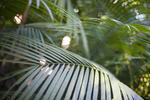 a background of arching tropical palm fronds