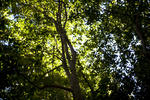 ethereal view of a tree canopy with shaded unlight
