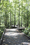 leaves on a boardwalk stretching off into the distance through a woodland