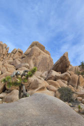 bolders and small joshua trees in the the joshua tree national park
