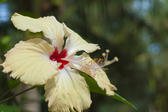 Beautiful yellow hibiscus flower with frilly edges to the petals and a scarlet throat growing outdoors in sunlight with copyspace