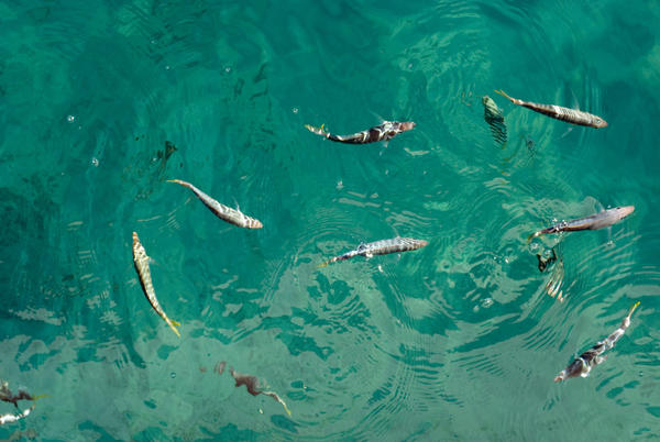 small reef fish swimming in aquamarine water
