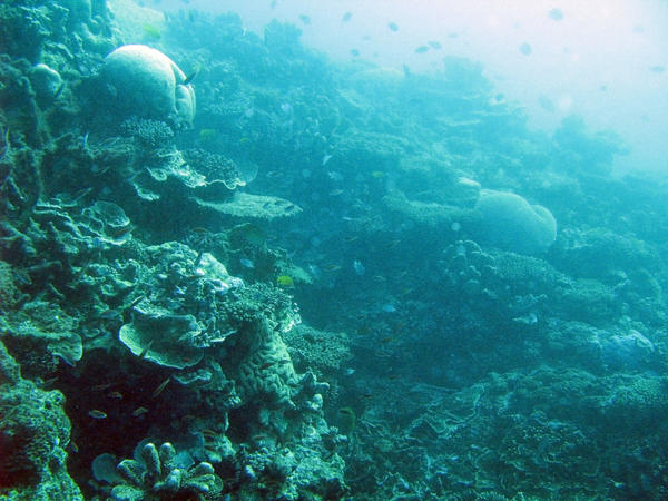 a coral reef with boulder corals and various other types of coral