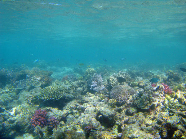 an assortment of colourful corals