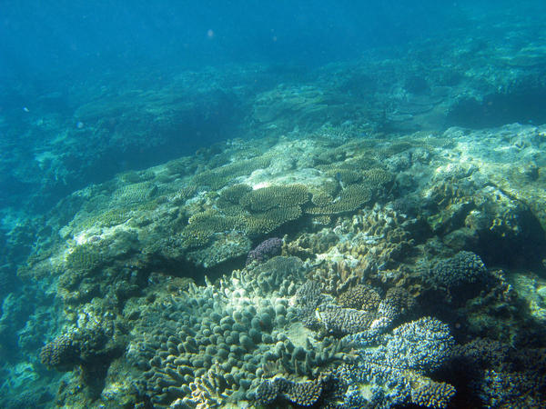 the surface of the ocean floor covered in an assortment of coral types