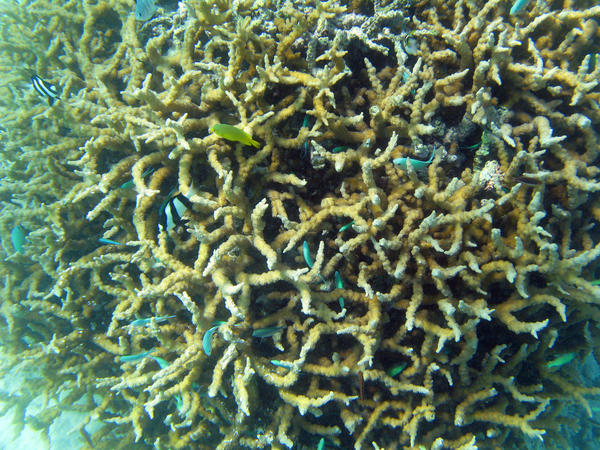 A ball of hard coral and small reef fish at lady musgrave island