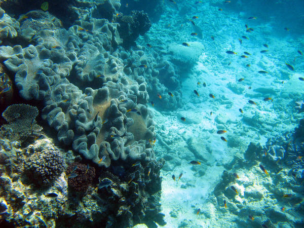 An Underwater Seascape with leather corals and reef fish