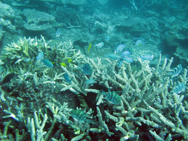 a coral bommie featuring staghorn corals an various other types of coral