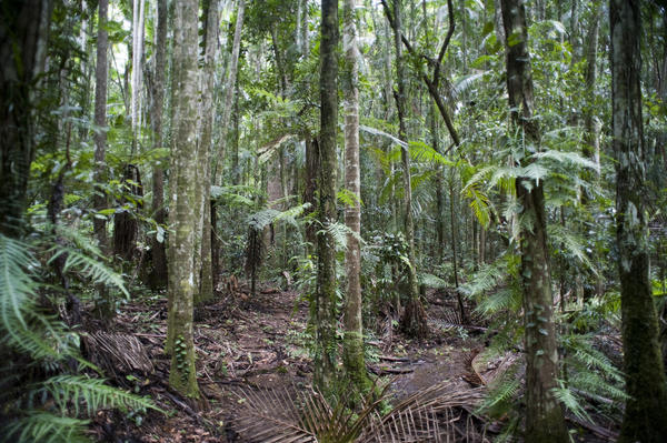 view into a tropical rainforest with ferns and palms