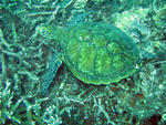 A sea turtle feeding from the reef