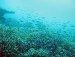 Australias Great Barrier reef teeming with schools of reef fish