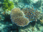 a shoal of tiny blue reef fish hiding in hard corals