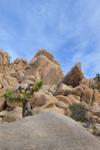 bolders and small joshua trees in the the joshua tree national park