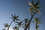 a grove of tall palm trees, Honolulu, Hawaii