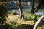 Manicured trees and plants in the Kaiyu-shiki Garden, Kyoto, Japan