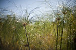 Abstract background image featuring a dense cluster of tall fronds of ornamental grass under a clear sunny blue sky