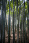Sunlight Through Dense Stalks of Bamboo with Tall Canopy - Forest Scenic