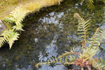 Tranquil pool with the reflections of the surrounding leafy green trees mirrored on the surface of the still water
