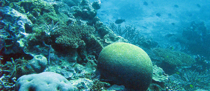 a coral reef with boulder corals and various other types of coral