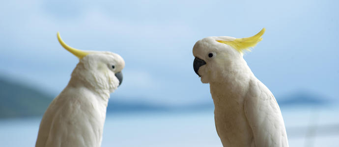 [field_ifd0_imagedescription-formatted]