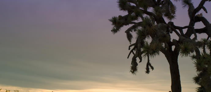 joshua tree sunset silhouette silhouette of a joshua tree in the joshua tree national park, california